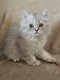 Adorables chatons