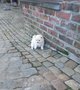 Chiots Spitz loulou de Pomranie