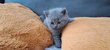 Chatons british shorthair