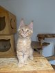 Chatons Maine coon