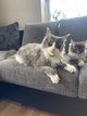 Chatons main Coon