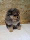 Chiots Loulou pomeranien