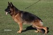 Chiots Berger Allemand
