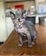 Lyko disponible chat loup garou