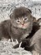 Chatons Maine Coon Pdigre leves en famille