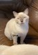 3 chatons Scottish Straight