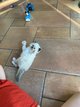 Chaton sacre de birmanie
