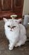 Jeunes chats