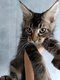 Magnifique chaton mle disponible de suite.