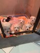 Adorable bichon maltais