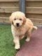 Chiots Goldendoodle (golden retriever x caniche)