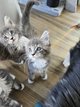 Magnifique maine coon