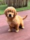 Chiots golden retriever (test parents)