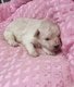  rserver chiot caniche nain