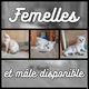 Dernier chaton disponible Scottish Straight...