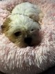 Magnifique chiot shih-tzu  la Reservation...