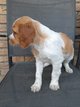 Superbes chiots pagneul breton pure race