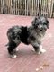 Chiots Aussiedoodle (berger australien x caniche)