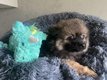 Magnifique petit Spitz mle