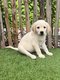 Chiots Golden retriever x labrador (goldador)