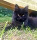 2 chatons Maine coon