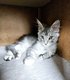 Chaton maine coon
