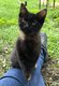 Chatons type Maine coon