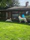 Berger blanc suisse