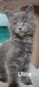 Jolis chatons Maine Coon