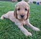 Bbs cocker spaniel anglais