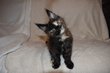 Chatons Maine Coon