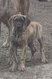 Chiots dogue allemand bring