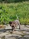 Chiots Braque Allemand