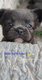 Bouledogue Franais fluffy