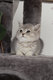Chatons british shorthair et highland fold