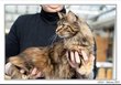 Chaton Maine Coon avec Pedigree
