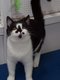 Femelles british  shorthair