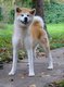 Akita Inu femelle