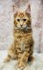Chaton Maine coon