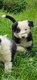Magnifique chiot Border collie mle tricolore
