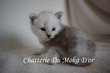 Superbe bbs maine Coon gabarit XXL