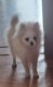 Spitz pomeranien petit gabarit