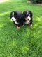 2 magnifiques chiots bientt disponibles ,...