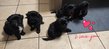 Chiots Shih tzu