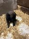 Tres beaux chiots berger malinois