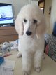 Caniche Royal disponible des Blanc et des Noir et...