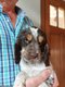 Chiots cockers anglais