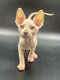 Magnifiques chatons sphynx