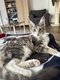 Maine Coon urielle bleue tortie blotched tabby et...