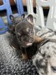 Magnifique chiots bouledogue francais